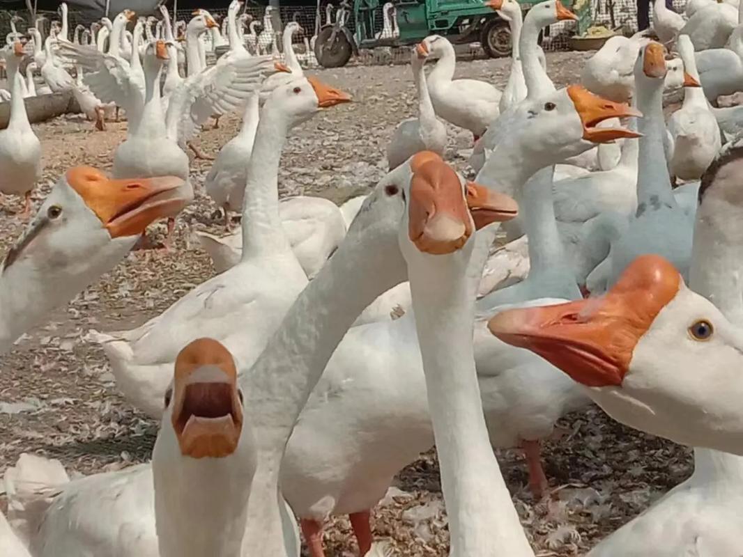 什么品种鹅能长到十五斤？-图2