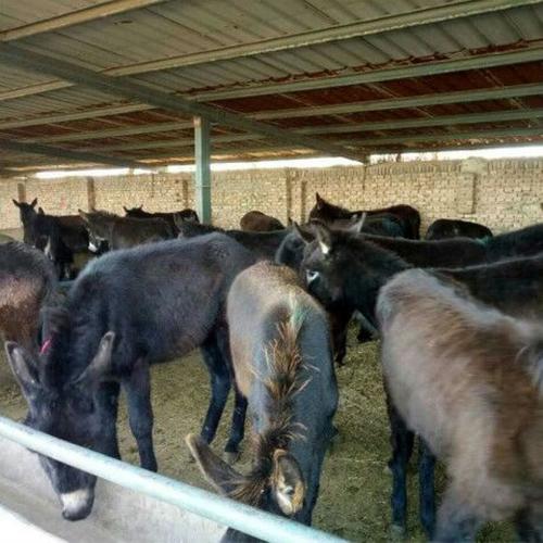 山东嘉祥县毛驴价格现在怎么样？-图1