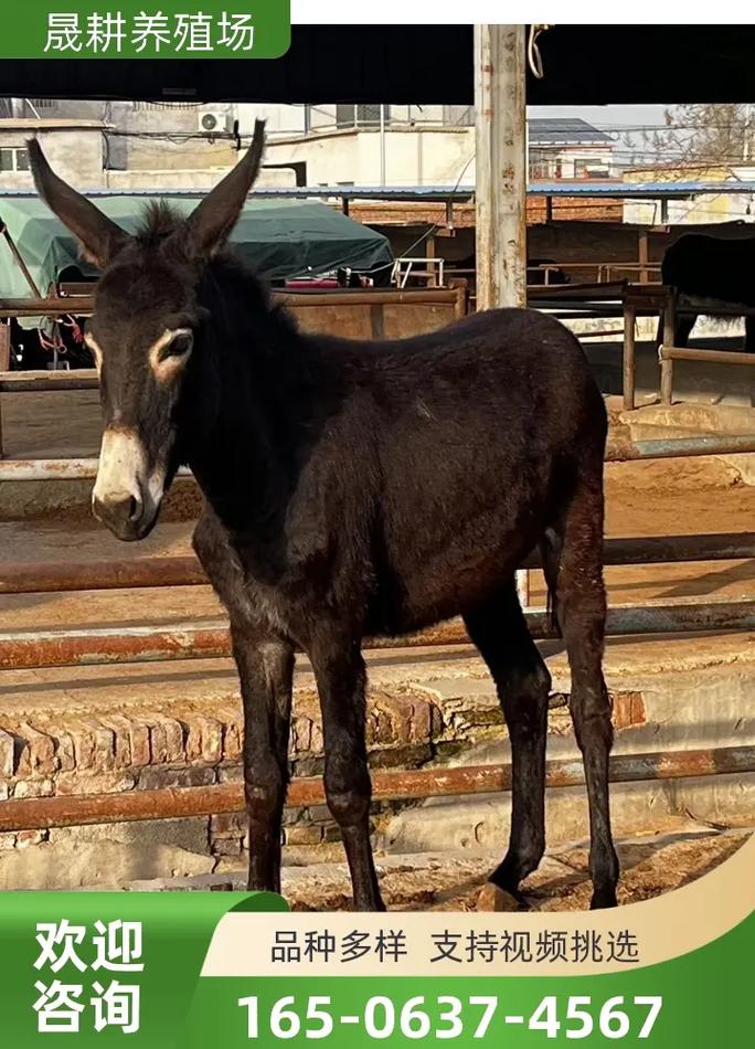 山东嘉祥县毛驴价格现在怎么样？-图3