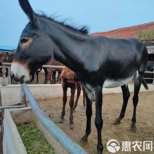 山东嘉祥县毛驴价格现在怎么样？-图2