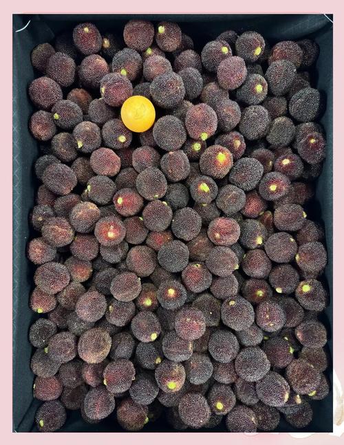 东魁杨梅到底分几个品种？-图1