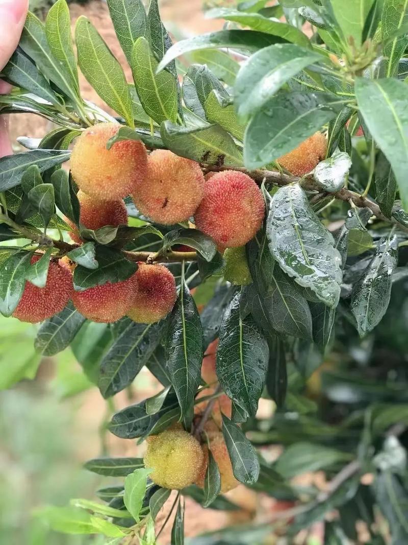 东魁杨梅到底分几个品种？-图2