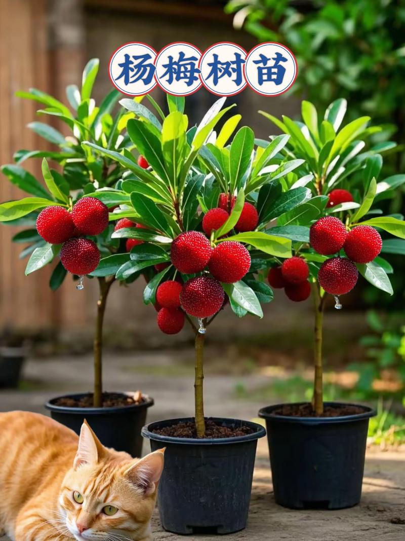 东魁杨梅到底分几个品种？-图3