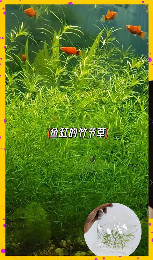 竹叶菜何时种？技术要点有哪些？-图2