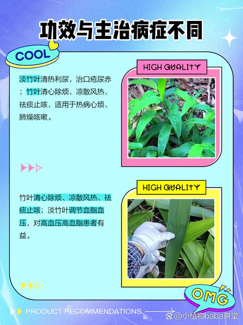 竹叶菜何时种？技术要点有哪些？-图3