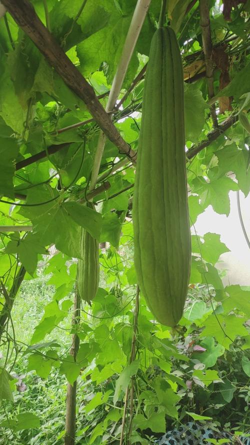 竹叶菜何时种？技术要点有哪些？-图1