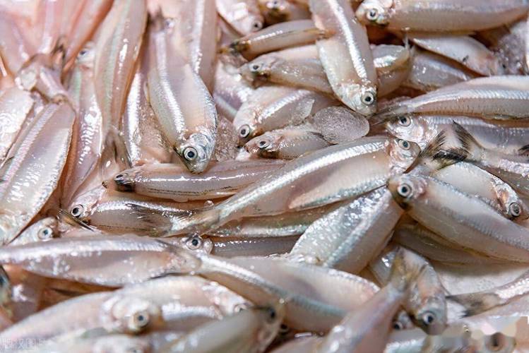 白条鱼养殖环境和技术关键点是什么？-图1