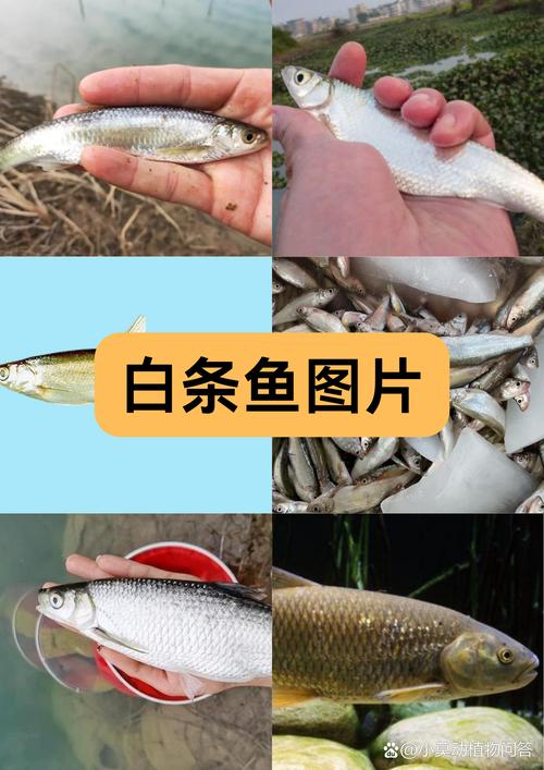 白条鱼养殖环境和技术关键点是什么？-图2