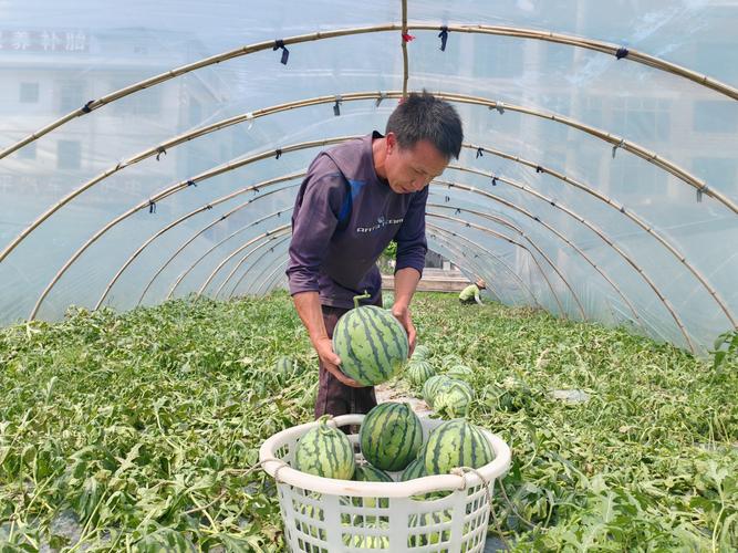 最先进西瓜种植技术有哪些突破？-图1