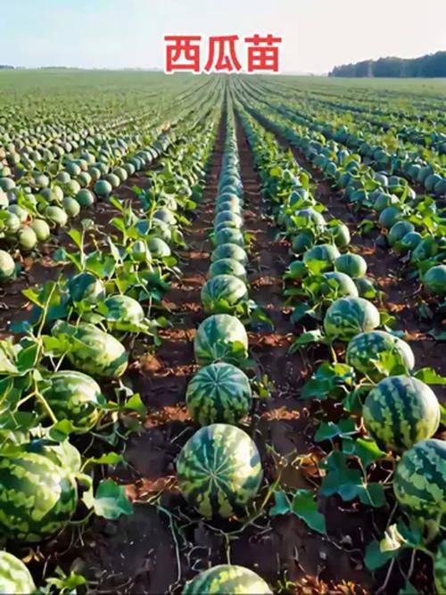 最先进西瓜种植技术有哪些突破？-图3