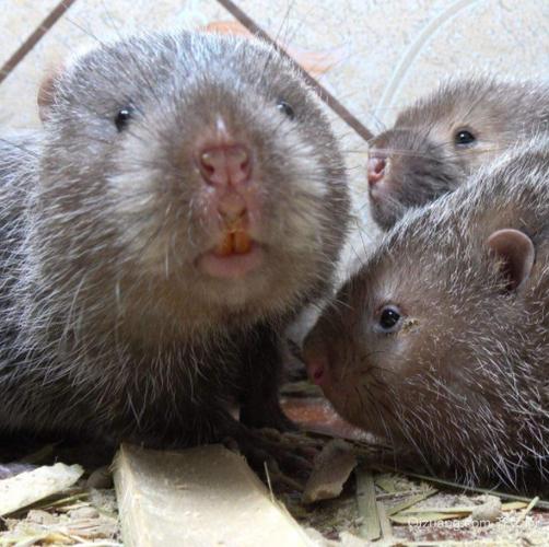 江西新余竹鼠种苗多少钱一对？-图1