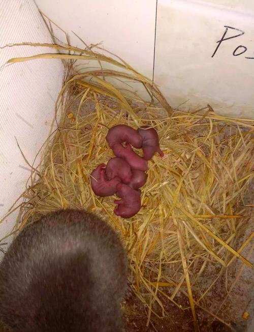 江西新余竹鼠种苗多少钱一对？-图2