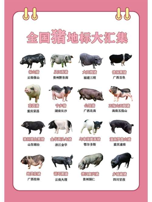 我国本土猪品种有哪些？-图2