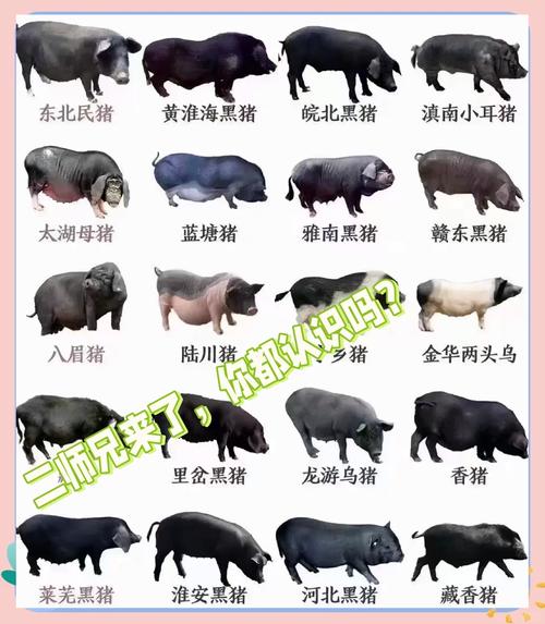 我国本土猪品种有哪些？-图3