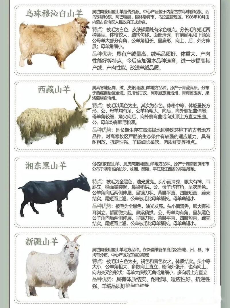 羊的品种有哪些？附图片详解。-图3