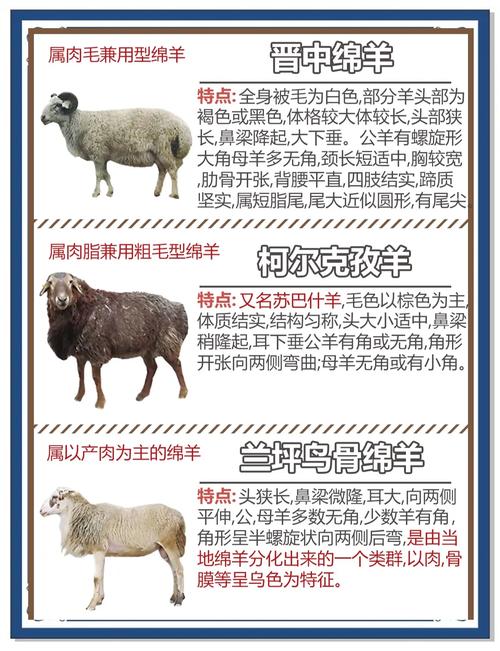 羊的品种有哪些？附图片详解。-图2