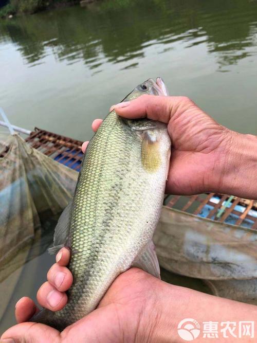 鲈鱼价格波动，鱼苗供应忘不了？-图2