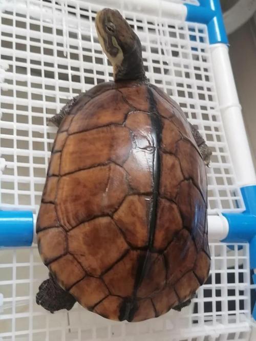 什么石龟品种价值最高？-图2