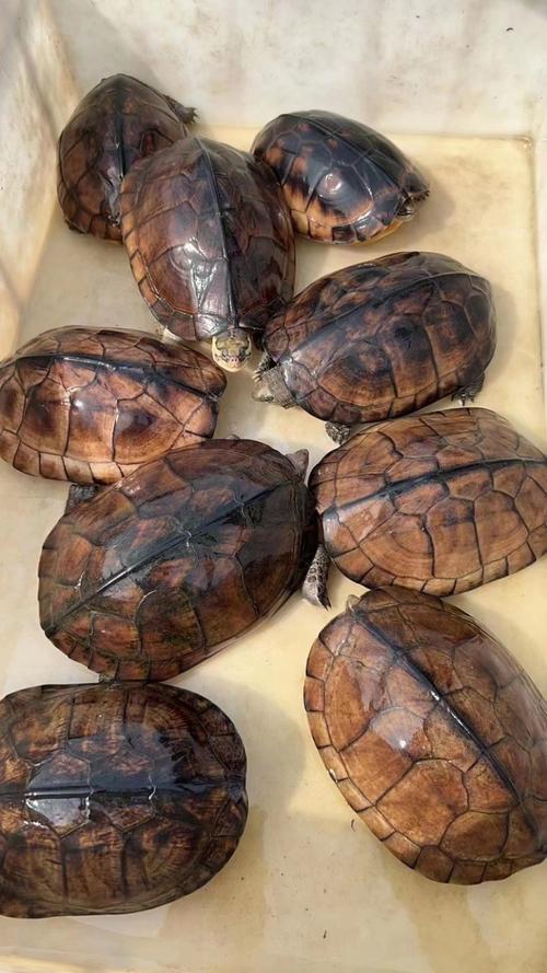 什么石龟品种价值最高？-图1