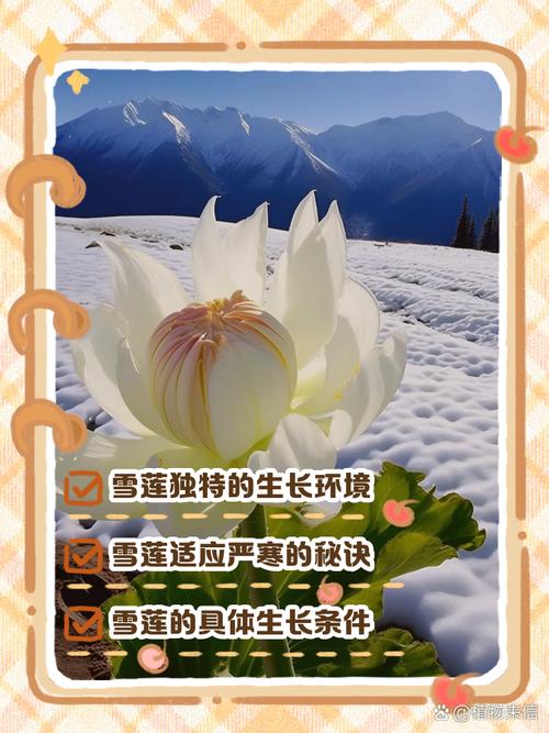 雪莲的种植技术与环境-图1