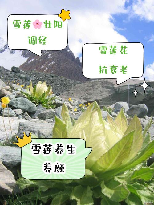 雪莲的种植技术与环境-图2