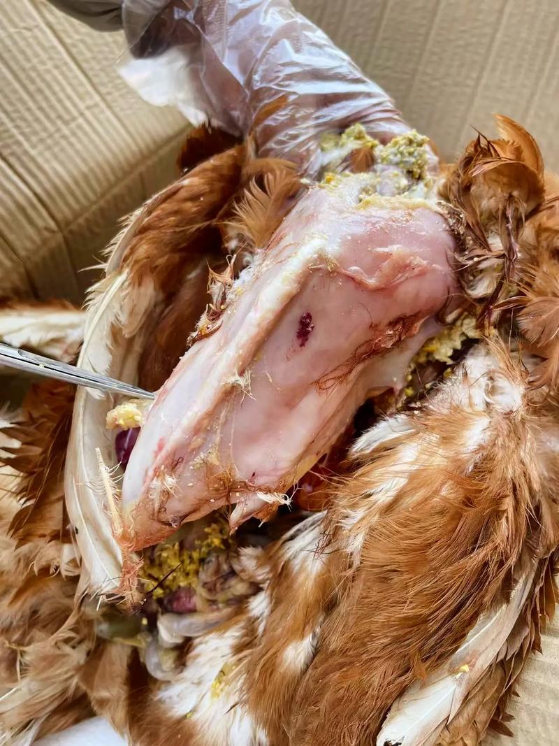 郑州禽病技术发布什么信息？-图2