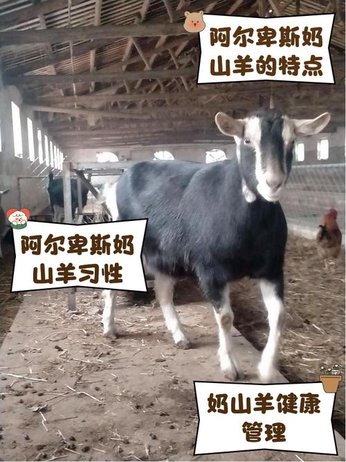 山羊繁殖率最高的品种是哪个？-图1