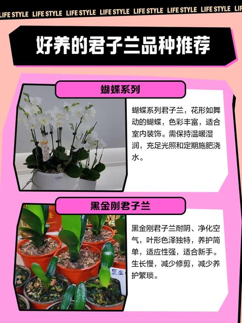 怎样选择君子兰的品种-图1