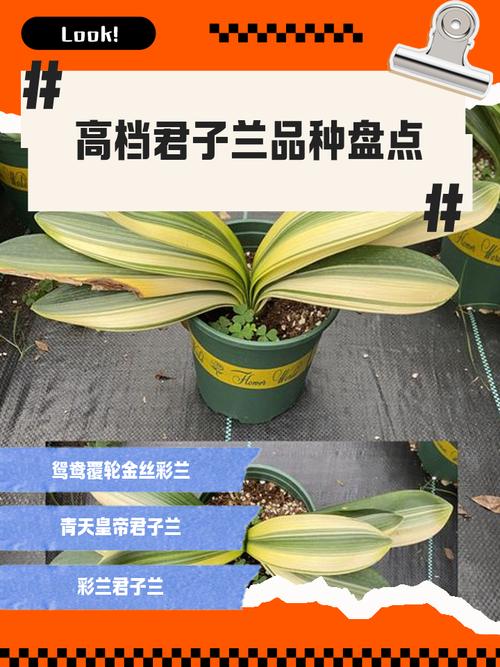 怎样选择君子兰的品种-图2