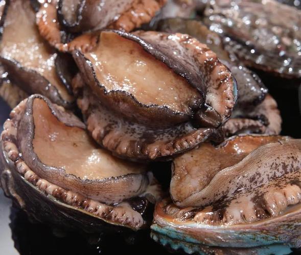 杂色鲍沉箱养殖技术关键点有哪些？-图2