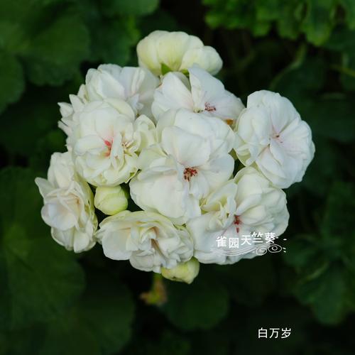 白色天竺葵有哪些常见品种？-图2