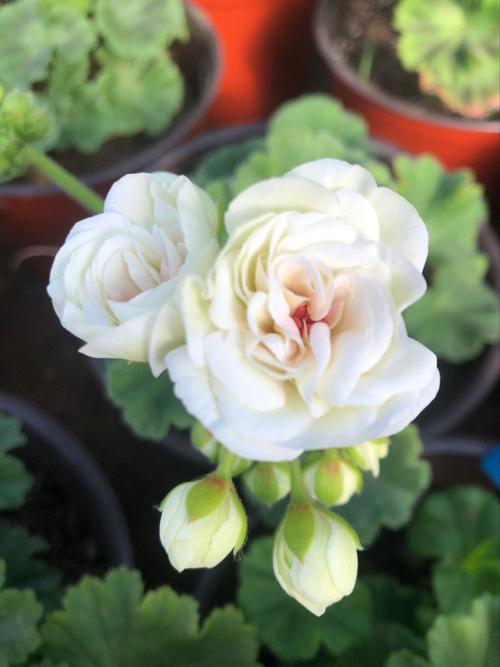 白色天竺葵有哪些常见品种？-图3