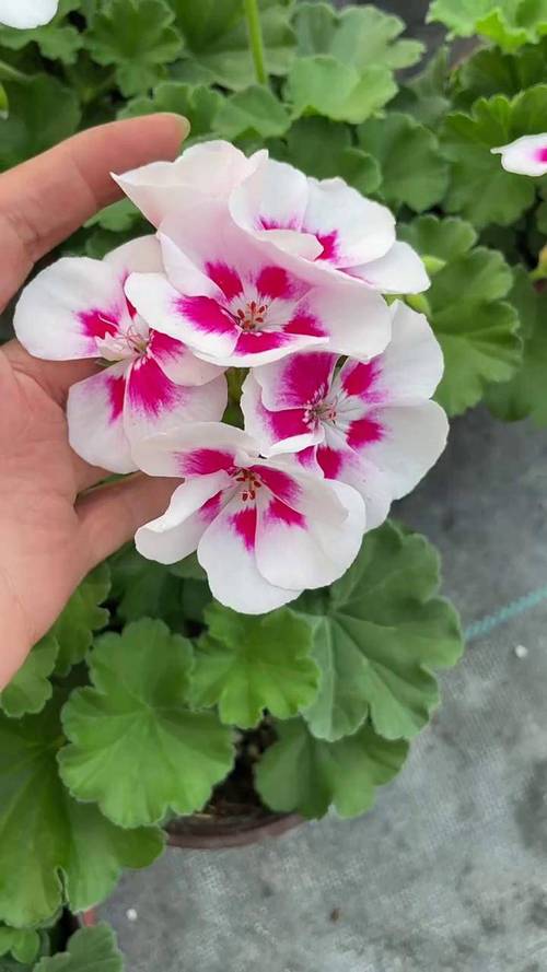 白色天竺葵有哪些常见品种？-图1