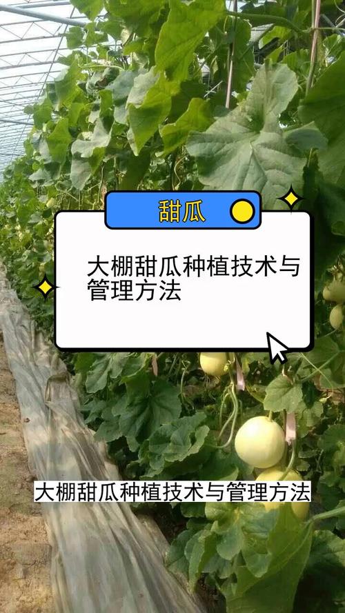 南方甜瓜大棚栽培技术要点有哪些？-图1