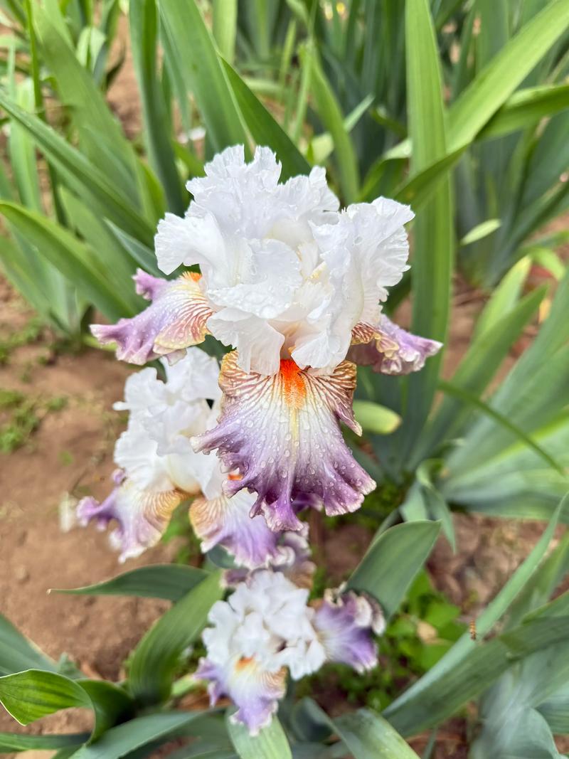 德国鸢尾花有哪些品种-图1