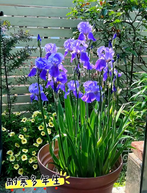 德国鸢尾花有哪些品种-图3
