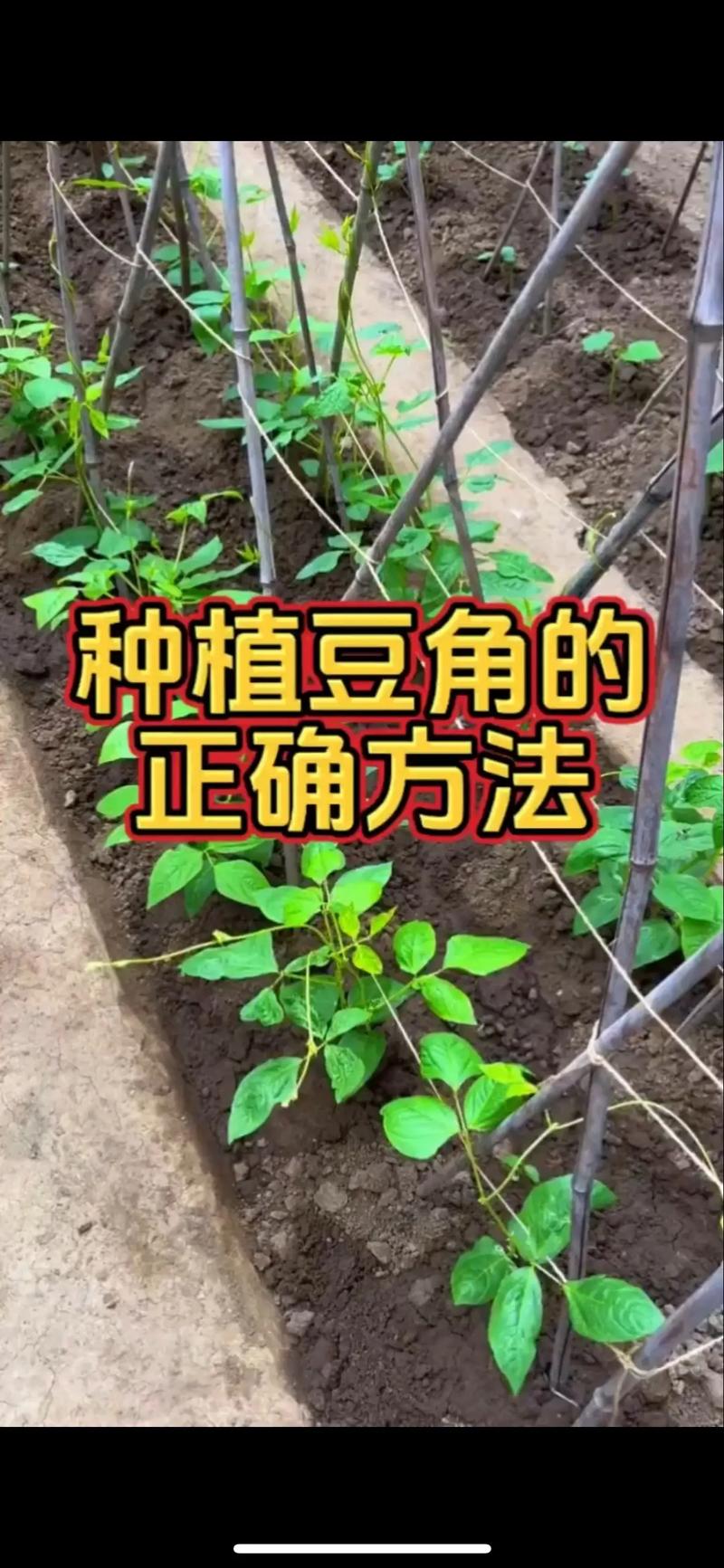 大棚豆角田间管理技术要点有哪些？-图1