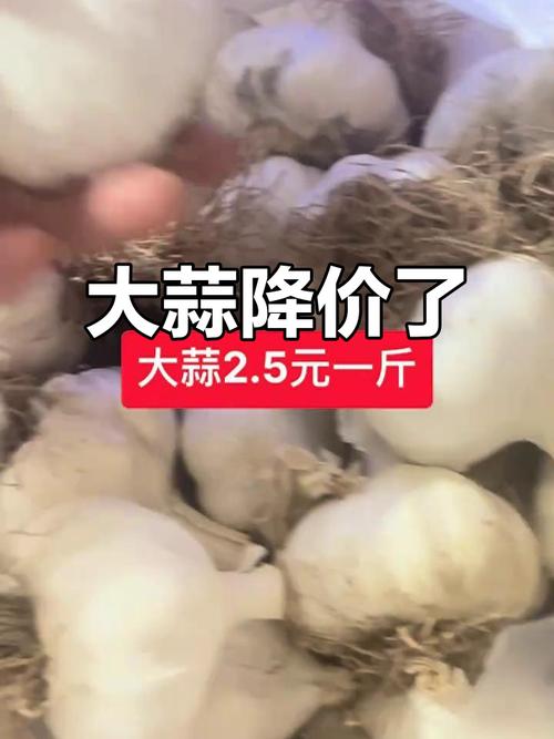 全国大蒜价格最新报价多少？-图1