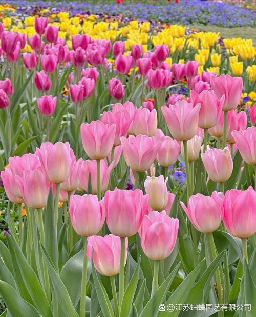 郁金香品种和图片大全-图3