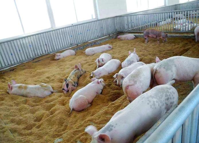 最新的发酵床养猪技术-图1