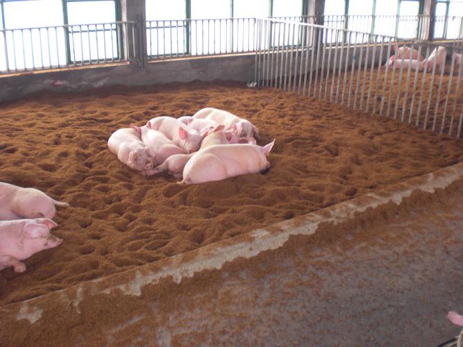 最新的发酵床养猪技术-图3