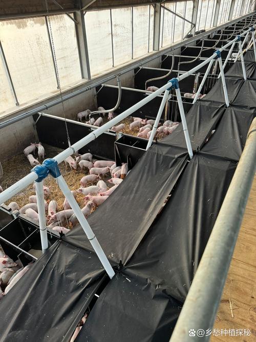 最新的发酵床养猪技术-图2