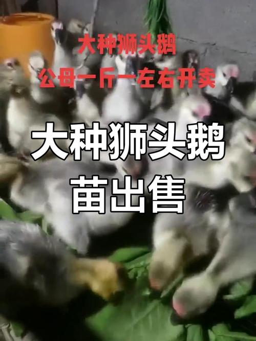 广东鹅苗最新价格多少？-图1