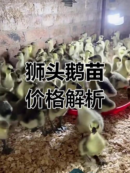 广东鹅苗最新价格多少？-图2