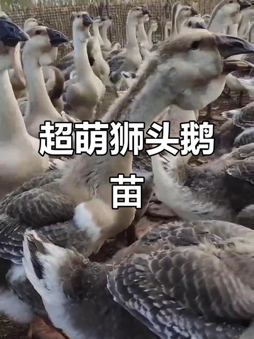 广东鹅苗最新价格多少？-图3