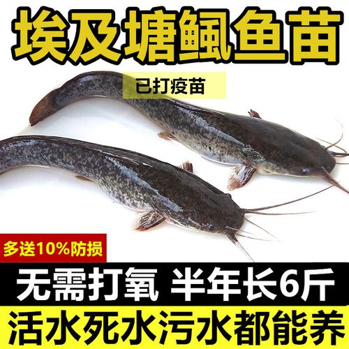 浙江革胡子鲶鱼苗价格-图2