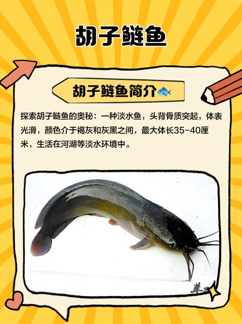 浙江革胡子鲶鱼苗价格-图3