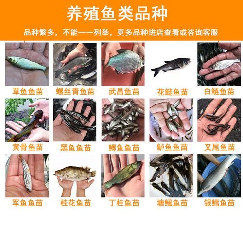 浙江革胡子鲶鱼苗价格-图1