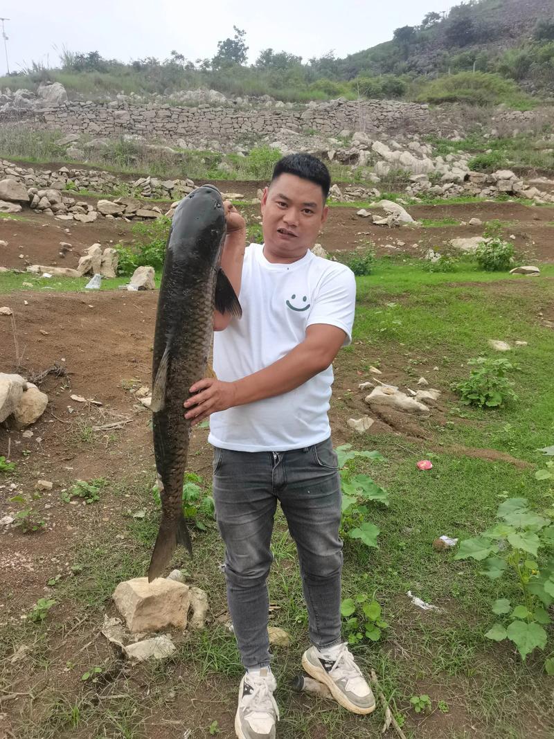 草鱼鲩鱼养殖技术视频-图3