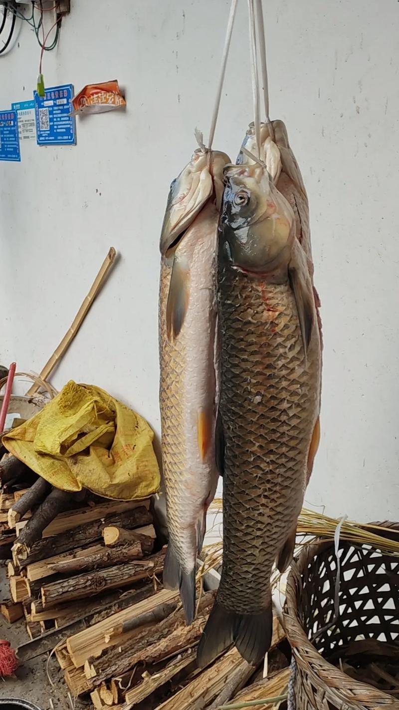 草鱼鲩鱼养殖技术视频-图1